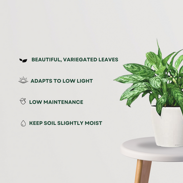 Chinese evergreen plant – Aglaonema